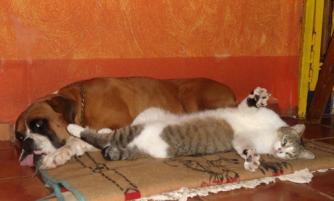 Oso and Gatito enjoying a nap
