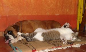 Oso and Gatito enjoying a nap