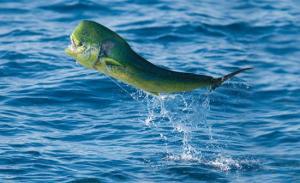 Melaque deep sea fishing