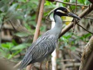 Melaque bird watching