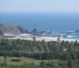 forest beach ocean