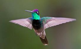 Magnificent Hummingbird, Bird-watching in Jalisco